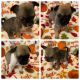 Chug Puppies for sale in Bluffton, SC, USA. price: $550