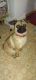 Chug Puppies for sale in Stayton, OR 97383, USA. price: $600
