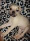 Chug Puppies for sale in Avondale, AZ, USA. price: NA