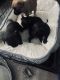 Chug Puppies for sale in El Cajon, CA, USA. price: NA