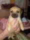 Chug Puppies for sale in 9301 E Edgewood Ave, Mesa, AZ 85208, USA. price: NA