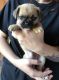 Chug Puppies for sale in Grand Prairie, TX, USA. price: NA