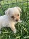 Chug Puppies for sale in Zebulon, NC 27597, USA. price: NA