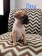 Chug Puppies for sale in Litchfield Park, AZ, USA. price: NA