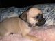 Chug Puppies for sale in Stillwater, OK, USA. price: $450