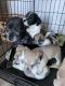 Chug Puppies for sale in Zebulon, NC 27597, USA. price: $300