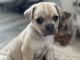 Chug Puppies for sale in Bisbee, AZ 85603, USA. price: $200