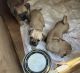 Chug Puppies for sale in Corona, California. price: $250
