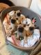 Chug Puppies for sale in Los Angeles, CA, USA. price: NA