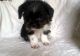 Chug Puppies for sale in Minneapolis, MN, USA. price: NA