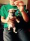 Chug Puppies for sale in Minneapolis, MN, USA. price: $200