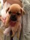 Chug Puppies for sale in Los Angeles, CA 90001, USA. price: $400