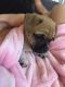 Chug Puppies for sale in Los Angeles, CA 90001, USA. price: NA