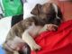 Chug Puppies for sale in Colorado Ave, Santa Monica, CA, USA. price: $400