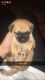 Chug Puppies for sale in San Diego, TX 78384, USA. price: $650