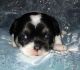 Chug Puppies for sale in Abilene, KS 67410, USA. price: NA