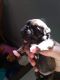 Chug Puppies for sale in Salem, OR, USA. price: NA
