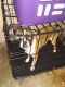 Chug Puppies for sale in Lafayette, IN 47904, USA. price: NA