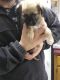 Chug Puppies for sale in Hendersonville, NC, USA. price: $40