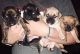 Chug Puppies for sale in Charlotte, NC, USA. price: $600