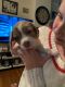 Chug Puppies for sale in Waynesboro, PA 17268, USA. price: $400
