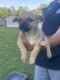 Chug Puppies for sale in Clayton, NC, USA. price: $300