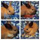 Cinnamon rabbit Rabbits for sale in 1305 W Vistula St, Bristol, IN 46507, USA. price: $20