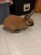 Cinnamon rabbit Rabbits for sale in Winterset, Iowa. price: $20