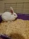 Cinnamon rabbit Rabbits for sale in Orlando, FL, USA. price: NA