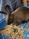 Cinnamon rabbit Rabbits for sale in Mt Vernon, NY 10550, USA. price: NA