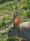Cinnamon rabbit Rabbits