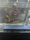 Clown Knifefish Fishes for sale in Pompano Beach, FL 33073, USA. price: $50