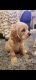 Clumber Spaniel Puppies for sale in Riverside, CA, USA. price: $1,000