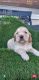 Clumber Spaniel Puppies for sale in Riverside, CA, USA. price: $800