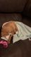 Clumber Spaniel Puppies for sale in Murfreesboro, TN, USA. price: NA