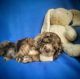 Clumber Spaniel Puppies for sale in Eatonton, GA 31024, USA. price: $1,000