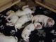 Clumber Spaniel Puppies for sale in Honolulu, HI, USA. price: NA