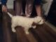 Clumber Spaniel Puppies for sale in Washington, DC, USA. price: NA
