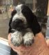 Clumber Spaniel Puppies for sale in Los Angeles, CA 90001, USA. price: $400