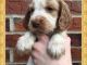 Clumber Spaniel Puppies for sale in Atlanta, GA, USA. price: $320