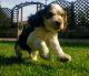 Clumber Spaniel Puppies for sale in Chicago, IL, USA. price: NA