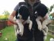 Clumber Spaniel Puppies for sale in California St, San Francisco, CA, USA. price: NA