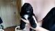 Clumber Spaniel Puppies for sale in Michigan Ave, Inkster, MI 48141, USA. price: NA