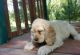 Clumber Spaniel Puppies for sale in San Francisco, CA, USA. price: $300