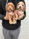 Clumber Spaniel Puppies
