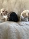 Clumber Spaniel Puppies for sale in New York, NY, USA. price: NA