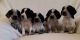 Clumber Spaniel Puppies for sale in New York, NY, USA. price: NA