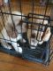 Clumber Spaniel Puppies for sale in Elkins, WV 26241, USA. price: NA