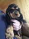 American Cocker Spaniel Puppies for sale in Depauville, NY, USA. price: NA