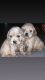 Clumber Spaniel Puppies for sale in Hialeah, FL, USA. price: NA